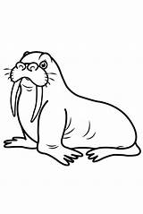 Coloring Walrus  Drawing For Children And sketch template
