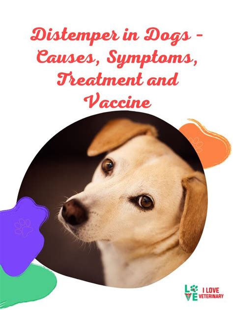 Distemper in Dogs – Causes, Symptoms, Treatment and Vaccine - I Love ...