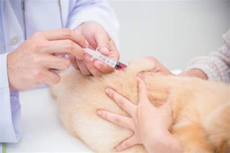 Causes and treatment of hypothyroidism in dogs - My animals