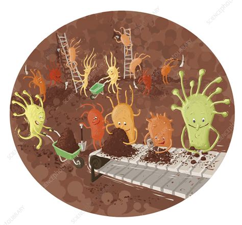 Soil Bacteria - Stock Image - F011/1746 - Science Photo Library