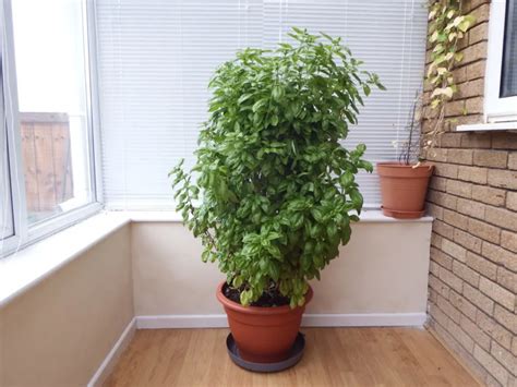 How to Prune Basil for Big, Bushy Basil Plants (With Photos)