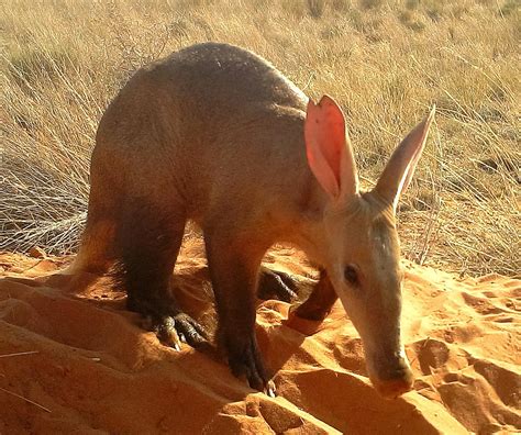 A Sign of Troubled Times: Daytime Aardvark Sightings