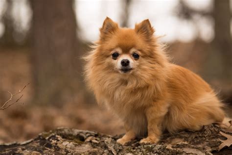 Pomchi Dog Breed Health and Care | PetMD