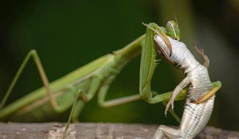 What Do Praying Mantis Eat? – Pet Brilliant.com