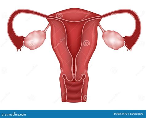 Normal Ovary, Healthy Uterus Womb Of Woman. Female Reproductive System ...