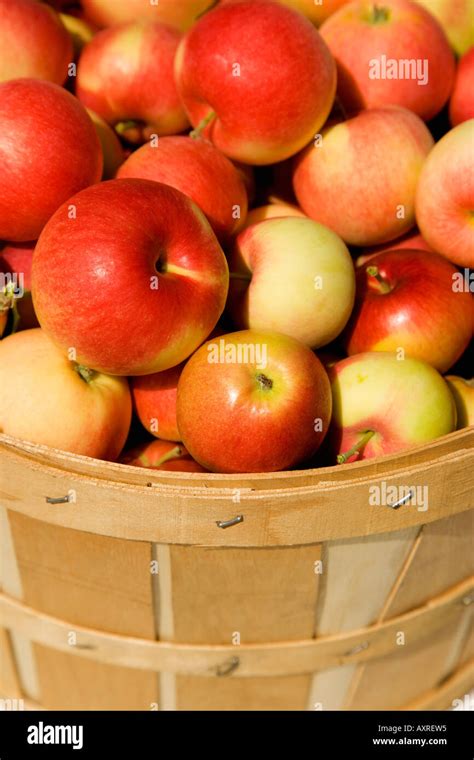 Bushel of apples Stock Photo - Alamy