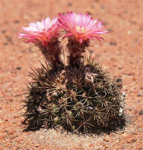 Growing in the dry coastal deserts of Peru, Islaya divaricatiflora ...