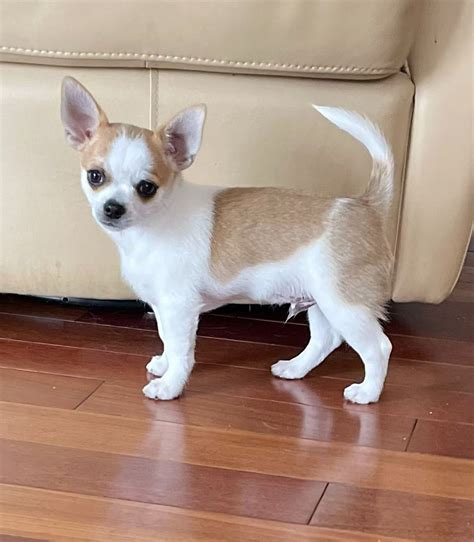 Chihuahua Puppies For Sale In Maryland