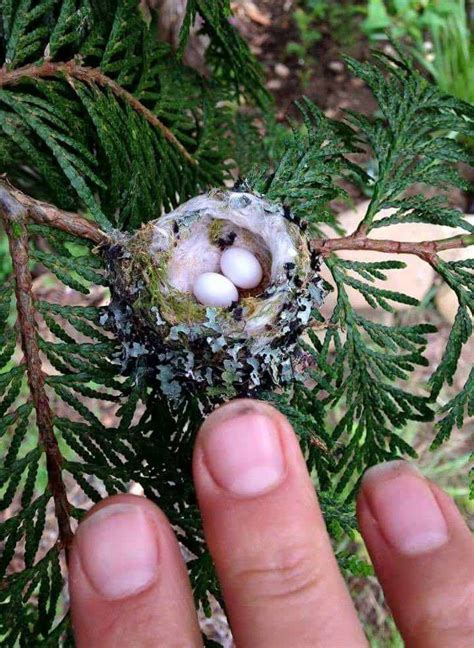 Tiny hummingbird eggs. : pics