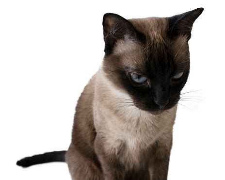 Angry Siamese Cat With Though Look On Its Eyes Staring Away From The ...