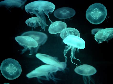 Jellyfish Wallpapers | Fun Animals Wiki, Videos, Pictures, Stories