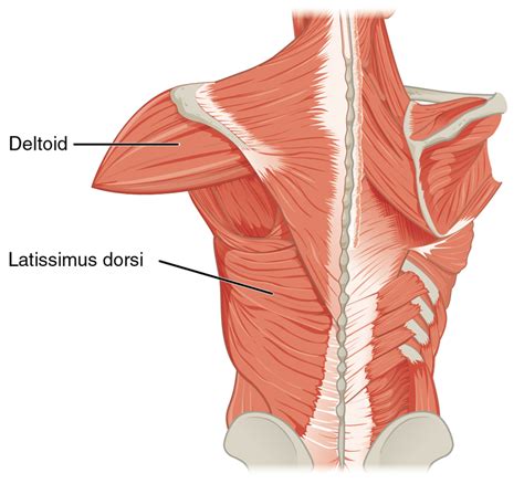 Latissimus dorsi muscle - Wikipedia