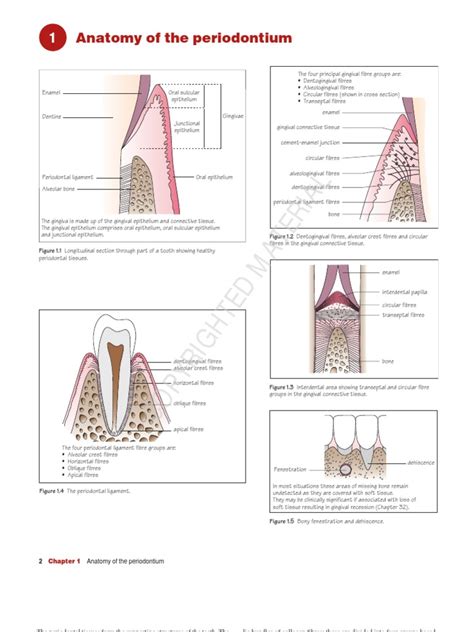 Anatomy of Periodontium | Human Tooth | Mouth