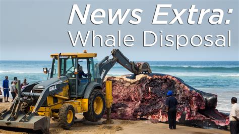 EXTRA: Beyond beaching: How to dispose of a dead whale | 2Min News ...