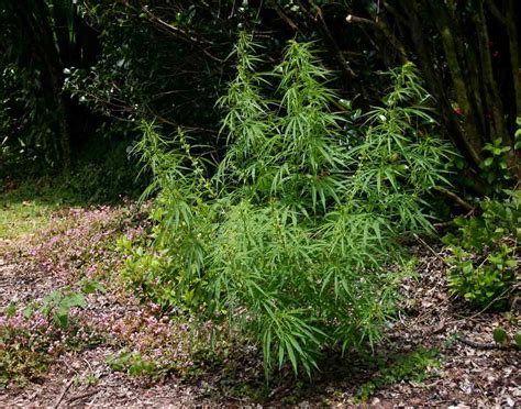 Flora of Zambia: Species information: individual images: Cannabis sativa