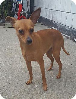 Brown Chihuahua Min Pin Mix - Pets Lovers