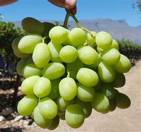 Sweet Globe® Green Seedless Grapes (1kg) — MomoBud