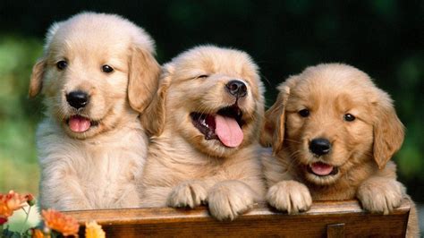 Free Golden Retriever Wallpaper Downloads, [100+] Golden Retriever Wallpapers for FREE ...