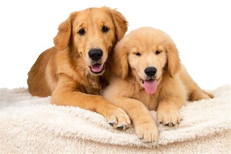 Golden Retriever Growth Chart: Size, Weight Calculations - Pet News Daily