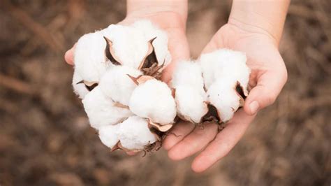 World Cotton Day 2022: Date, History and Importance of the day