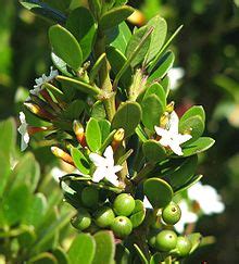 Alyxia buxifolia - Wikipedia