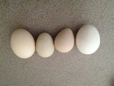 Deb's Daily Journal: The first guinea fowl eggs....and bargain hunting