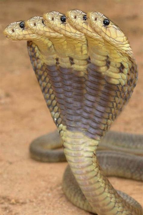 5 Headed King Cobra | Animals amazing, Cute snake, Beautiful snakes