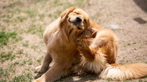 How to Keep Your Dog from Scratching Wounds: Tips and Strategies - DogNeedsBest