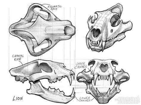 Introduction to Animal Anatomy | The Gnomon Workshop