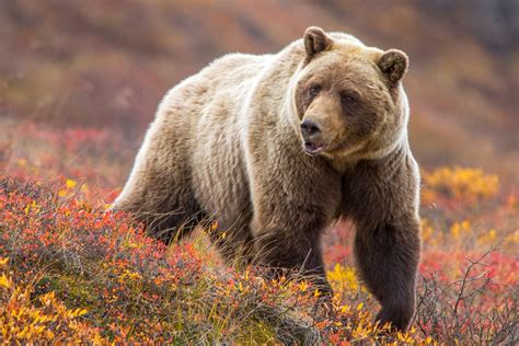 Animal of the day, part 5 of 10: Bear : r/uwaterloo