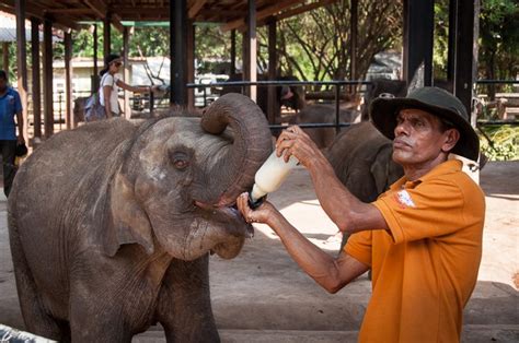 Getting Up Close With Elephants - Elephant Orphanage in Sri Lanka