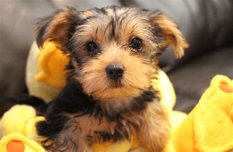 Yorkshire Blend - 15 Of The Cutest Yorkshire Terrier Mixes - Animal Corner