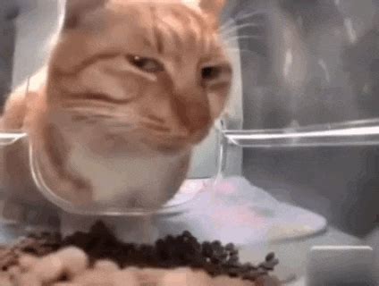 Cat Side Eye GIF - Cat Side eye Disappointed - Discover & Share GIFs