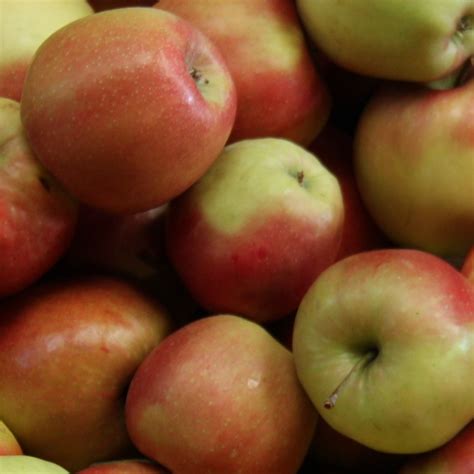 JonaGold Apple – Gingerich Tree Farm