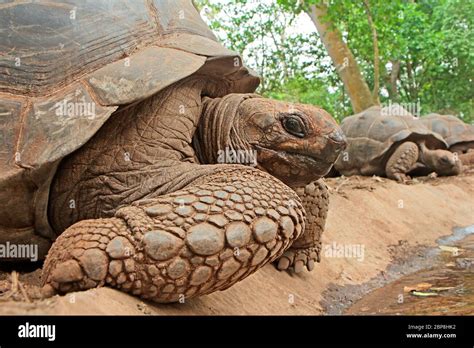 Aldabra giant tortoises (Aldabrachelys gigantea) on prison island ...