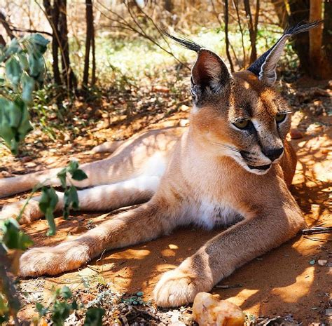 Namibia Wildlife Sanctuary Update | The Great Projects