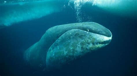 Bowhead Whale Information and Picture | Sea Animals