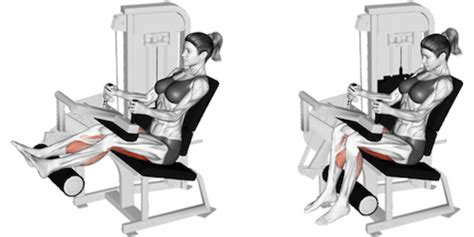 The Seated Hamstring Curl: A Complete Guide | Build Strong Hamstrings!