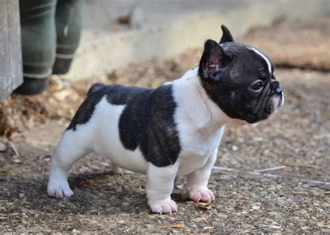 Meet The Mini French Bulldog: A Detailed Guide To The Breed