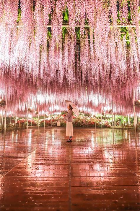 Ashikaga Flower Park | Flowers & Illuminations | Kyuhoshi