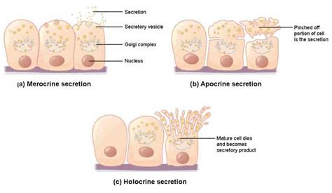 EXOCRINE GLANDS - New