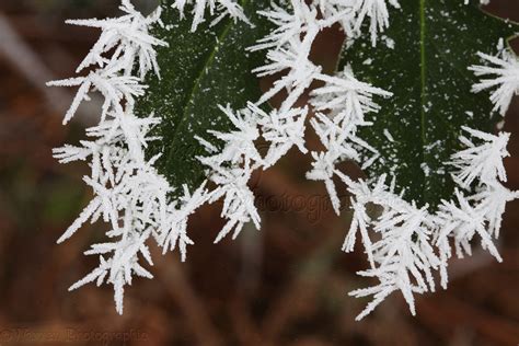 Freezing fog frost crystals on holly leaves photo WP22610