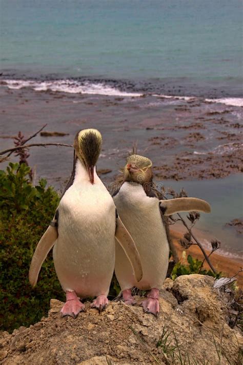 Most Precious Penguin Living, Yellow-eyed Penguin, Megadyptes Antipodes ...