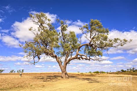 Ancient Coolabah Tree Photograph by Colin and Linda McKie