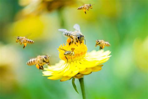 Why It's Important to Attract Bees to Your Garden