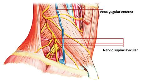 Nervios supraclaviculares (origen, curso, ramas, función)