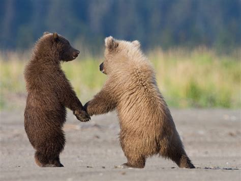 Grizzly Bear Cubs Playing