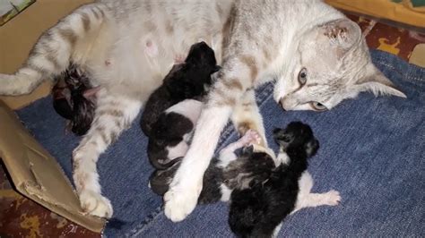 Cat giving birth to seven kittens - YouTube