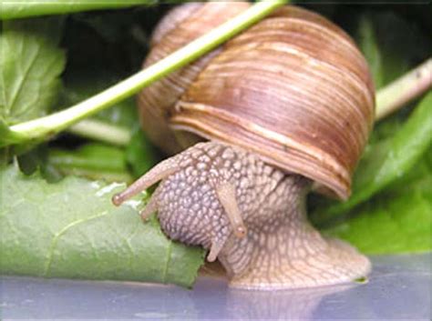 Snail Farming | Modern Farming Methods