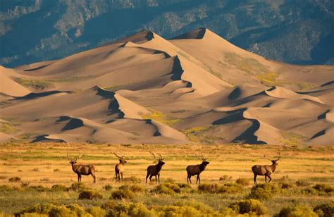 A Guide to Great Sand Dunes National Park, Colorado